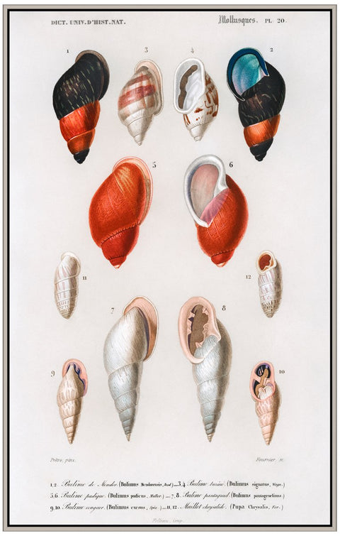 Vintage Molluscs Pl 20.