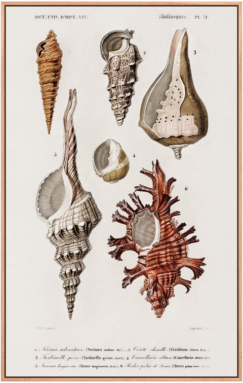 Vintage Molluscs Pl 21.