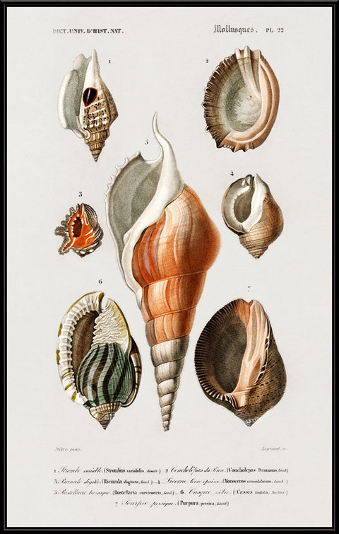 Vintage Molluscs Pl 22.
