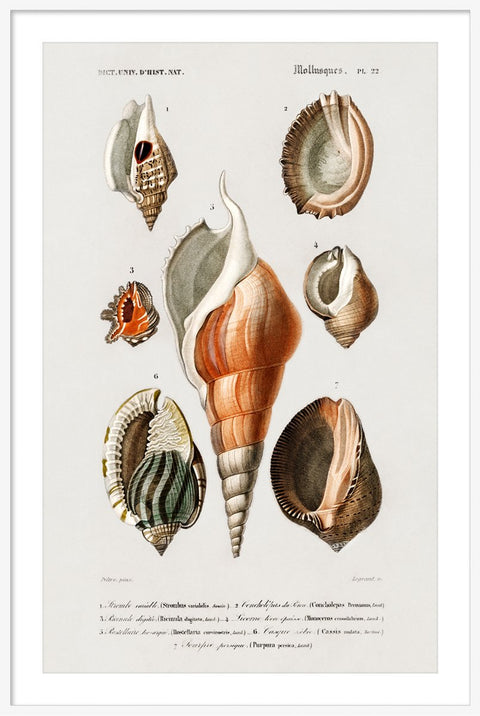 Vintage Molluscs Pl 22.