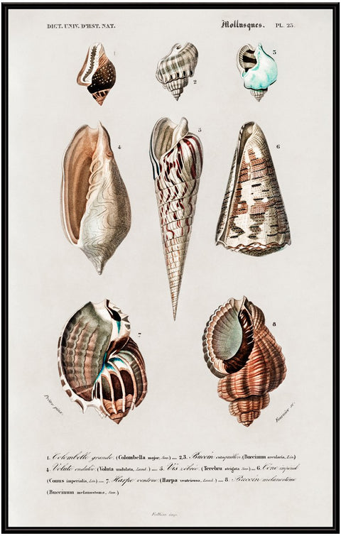 Vintage Molluscs Pl 23.