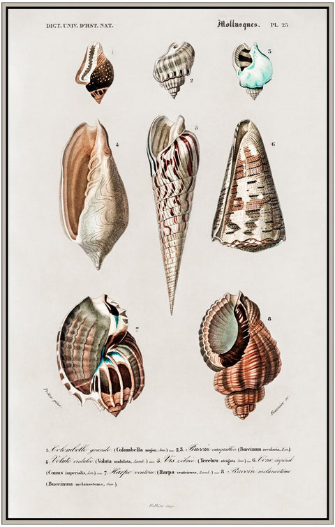 Vintage Molluscs Pl 23.