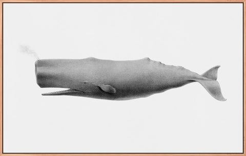 Vintage Sperm Whale Illustration