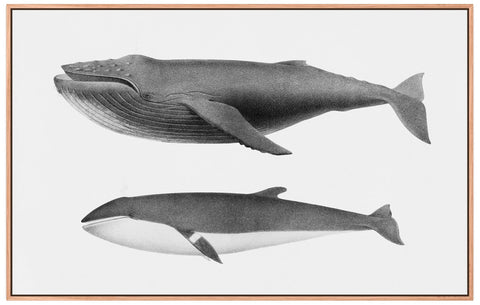 Vintage Humpback and Minke Whale Illustration