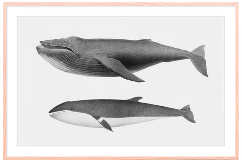 Vintage Humpback and Minke Whale Illustration