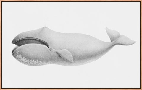 Vintage Scammon Bowhead Whale Illustration