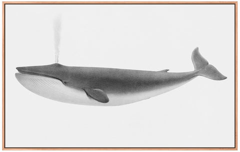 Vintage Sulphurbottom Whale Illustration