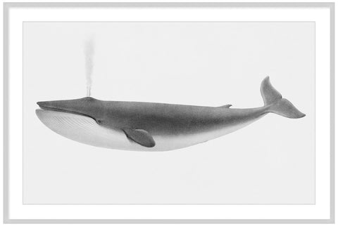 Vintage Sulphurbottom Whale Illustration