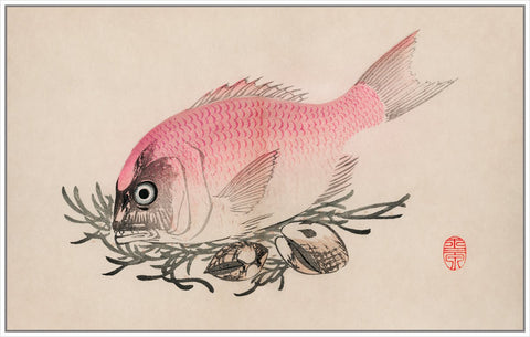 Vintage Fish Illustration