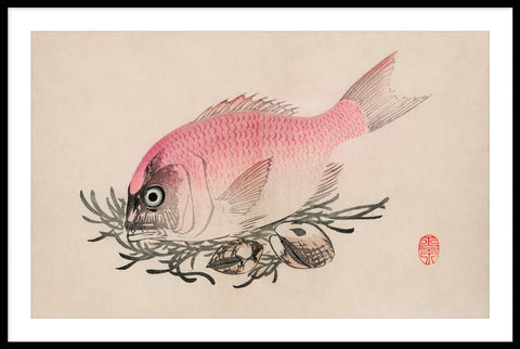 Vintage Fish Illustration