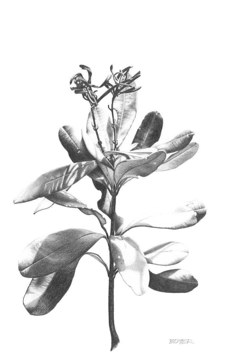 Banksia Dance