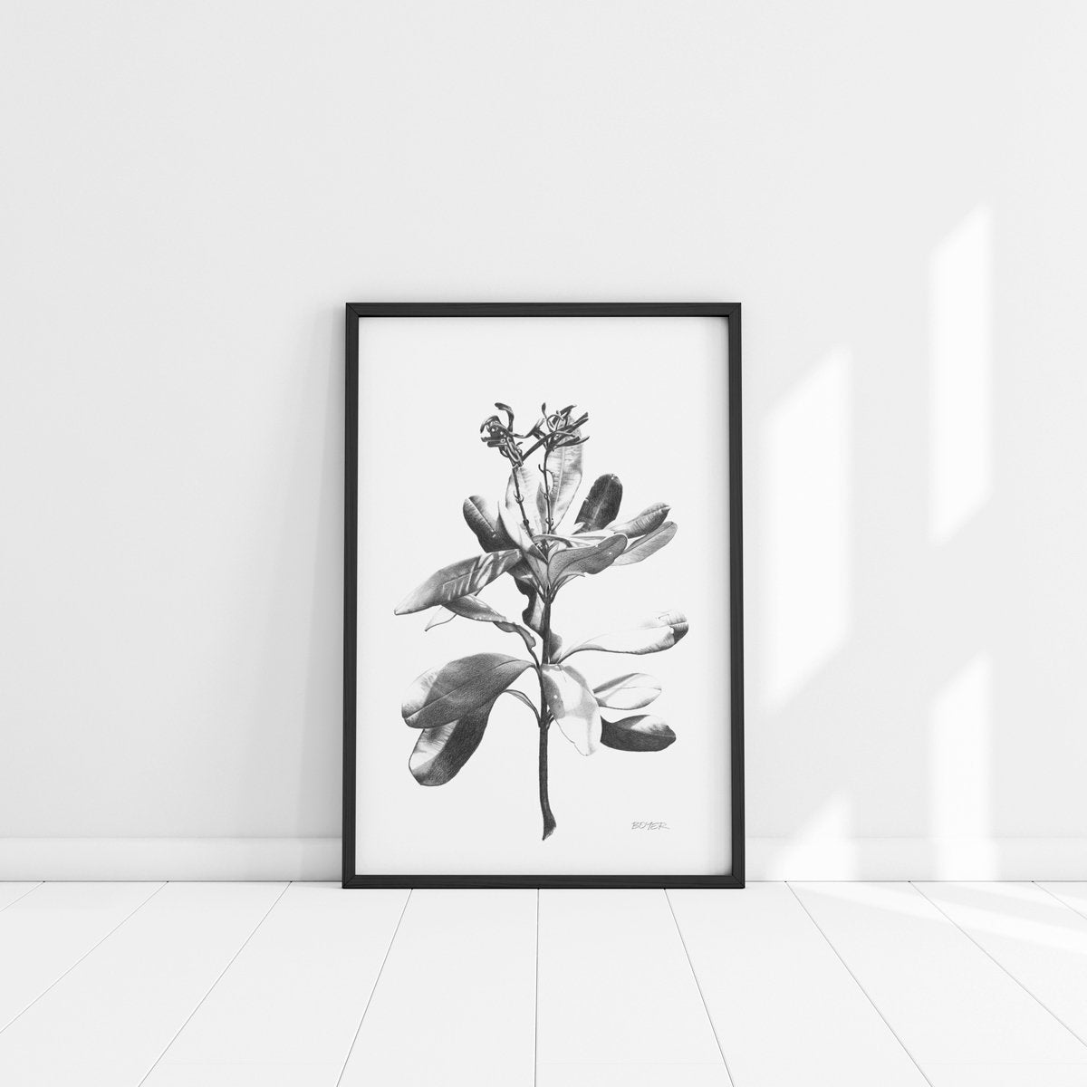Banksia Dance