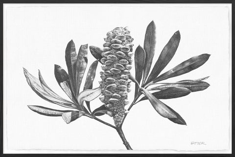 Banksia Fruit