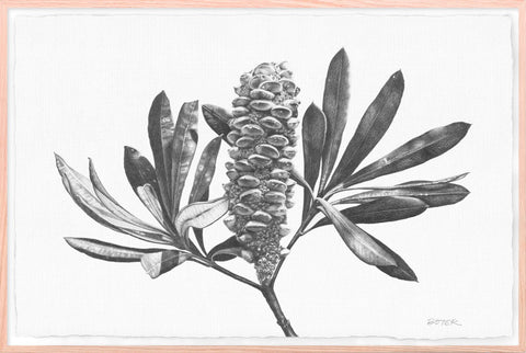 Banksia Fruit