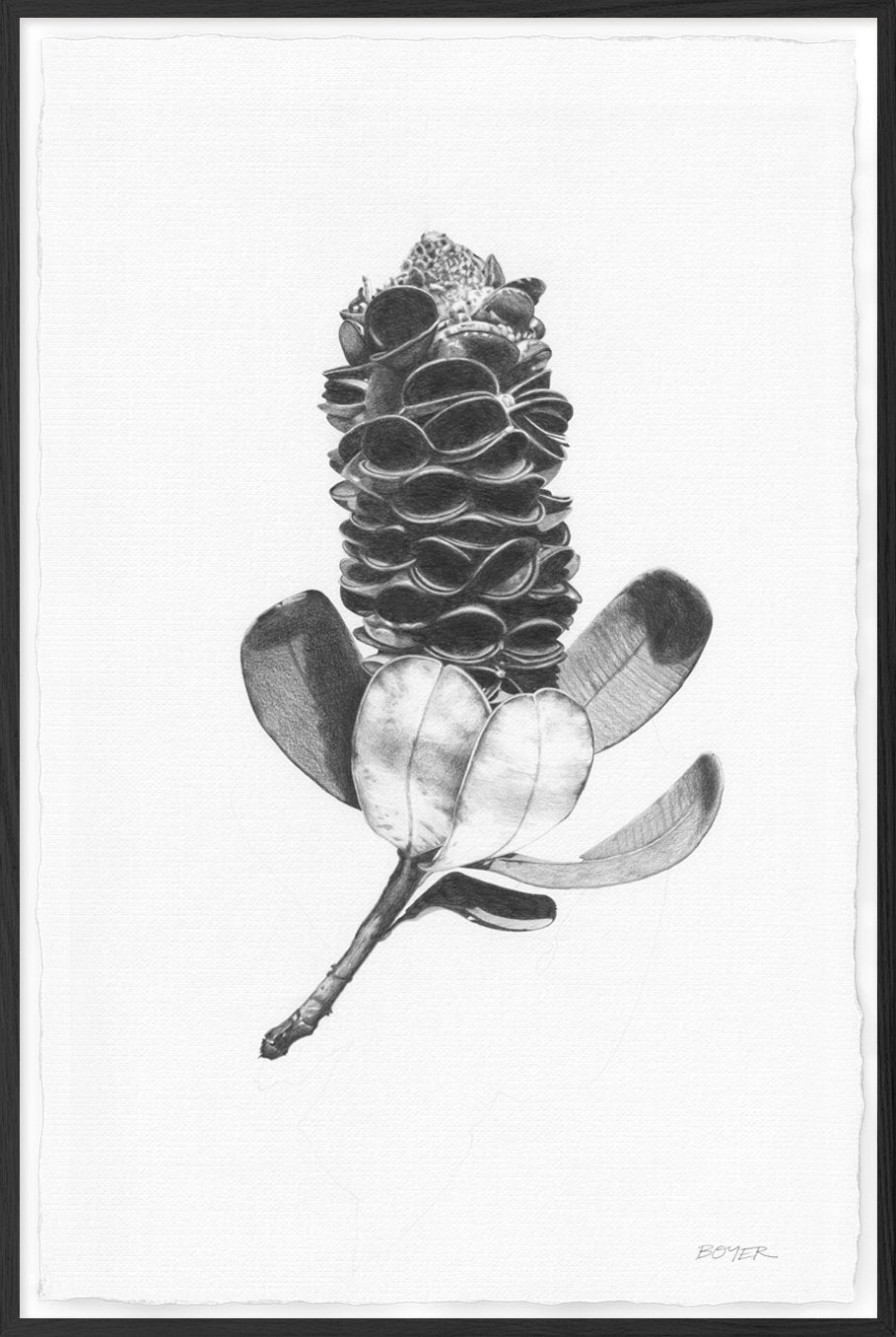 Banksia Pod