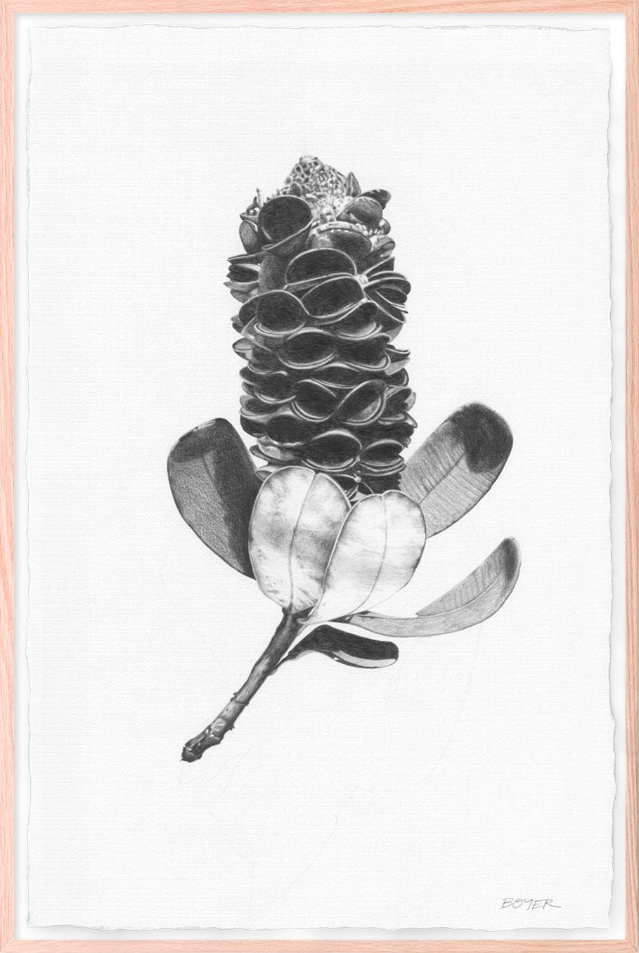 Banksia Pod