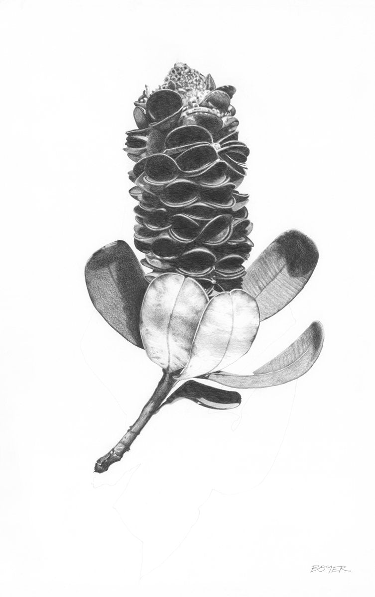 Banksia Pod