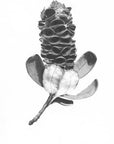 Banksia Pod